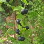 Phyllanthus reticulatus Fruit