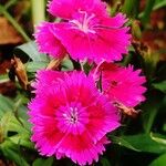 Dianthus chinensisFleur