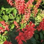 Salvia splendens 形态