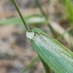 Cynosurus echinatus Likasa