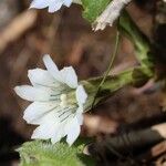 Gentiana thunbergii (G.Don) Griseb. var. thunbergii f. albiflora AkasawaKvět