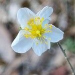 Helianthemum apenninumBlomst