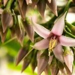 Ardisia elliptica Flower