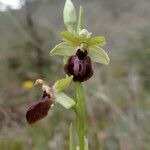 Ophrys sphegodes Blomst