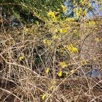 Forsythia suspensa Flower