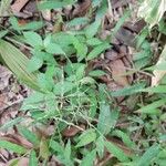 Centotheca lappacea 葉