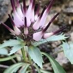 Physoplexis comosa 花