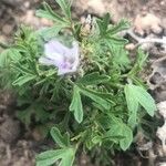 Malva hispanica Hoja
