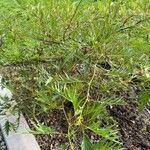 Grevillea robusta Folha