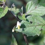 Solanum nigrescens Flower