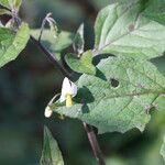 Solanum nigrescens Cvet