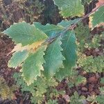 Quercus bicolor Leaf