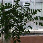 Caesalpinia cacalaco Hoja
