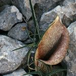 Helicodiceros muscivorus Flor