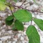 Rubus vestitus Blatt