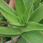 Aloe ciliaris Folha