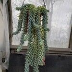 Sedum morganianum Агульны выгляд