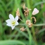 Nothoscordum gracile 花