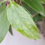 Myoporum laetum Leaf