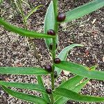 Lilium callosum