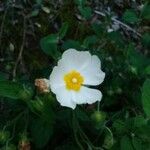 Cistus salviifoliusFloare