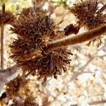 PhlomisFruchs