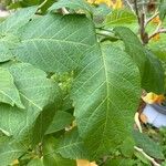 Brugmansia × candida Folio