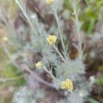 Helichrysum saxatile Квітка