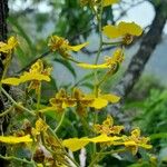 Gomesa bifolia Flor