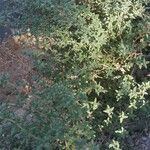 Thymus vulgaris Blatt