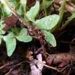 Blechnum polypodioides Іншае