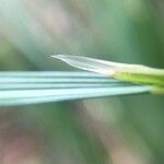 Deschampsia cespitosa Blatt