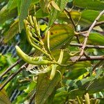 Bauhinia ungulata Flower