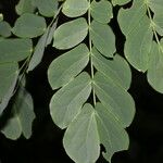 Zapoteca formosa Hoja