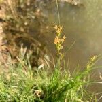 Juncus compressus Floare