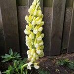 Lupinus arboreus പുഷ്പം