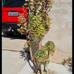 Kalanchoe prolifera Yaprak