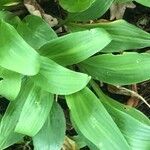 Hosta longissima 葉