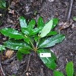 Rhododendron moulmainense Ліст