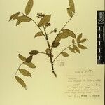 Zanthoxylum oxyphyllum Otro