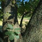 Quercus × turneri Bark