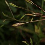Osmorhiza purpurea Habit