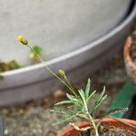 Phagnalon saxatile Çiçek