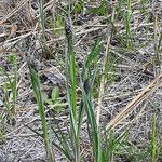 Carex buxbaumii Habit