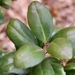 Ilex crenata 葉