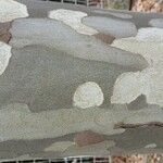 Platanus x hispanica Други