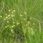 Lomatium triternatum Λουλούδι