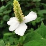 Houttuynia cordata Flower