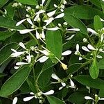 Chamaesyce hypericifolia Цвят