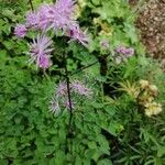 Thalictrum aquilegiifoliumЦвят